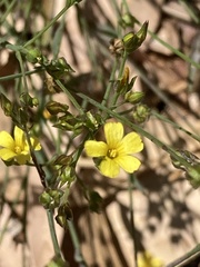 Linum trigynum
