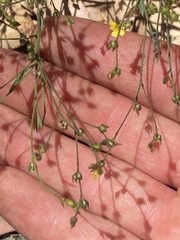 Linum trigynum