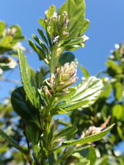 Ceanothus thyrsiflorus thyrsiflorus