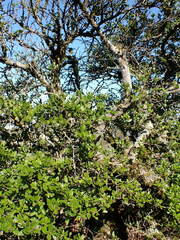 Ceanothus thyrsiflorus thyrsiflorus
