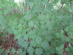 Acer japonicum