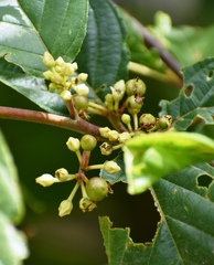 Frangula betulifolia