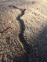 Thamnophis hammondii