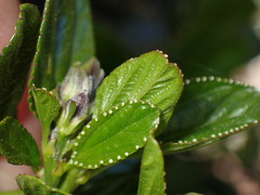 Ceanothus thyrsiflorus thyrsiflorus