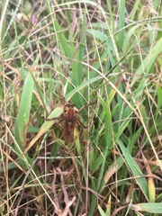 Diogmites basalis