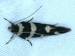 Macrobathra arrectella