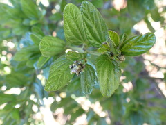 Ceanothus thyrsiflorus thyrsiflorus