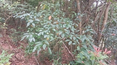 Elaeocarpus chinensis