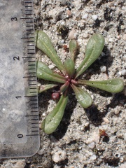 Dodecahema leptoceras