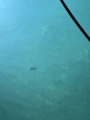 Caranx ruber
