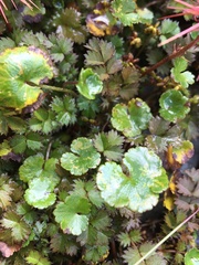 Acaena anserinifolia