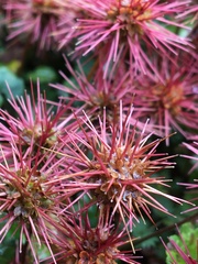 Acaena anserinifolia