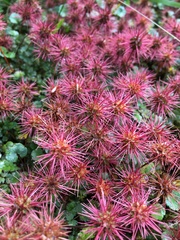 Acaena anserinifolia