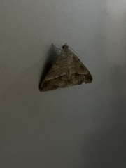 Lepidoptera