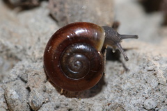 Glyptostoma gabrielense