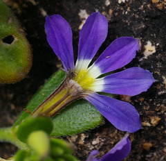 Scaevola aemula