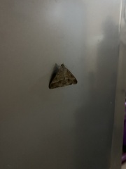 Lepidoptera