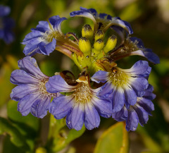 Scaevola calendulacea