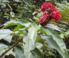 Costus lima