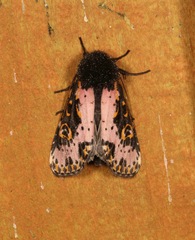 Xanthopastis regnatrix