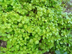 Angiospermae