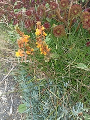 Bulbine frutescens