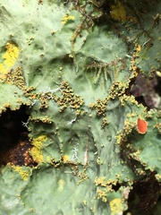 Yarrumia colensoi