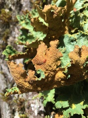 Yarrumia colensoi
