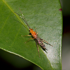Oedemopsini