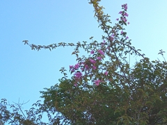 Angiospermae