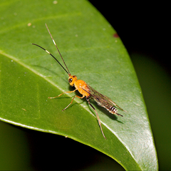 Oedemopsini