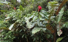 Costus lima