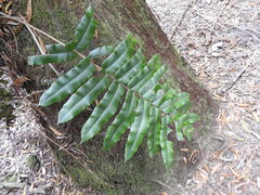 Blechnum wattsii