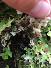Pseudocyphellaria homoeophylla