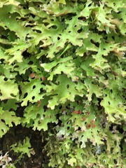 Pseudocyphellaria homoeophylla