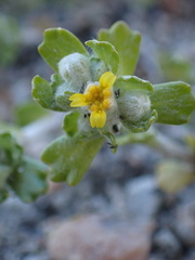 Eriophyllum multicaule