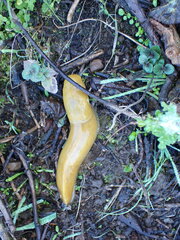 Ariolimax brachyphallus