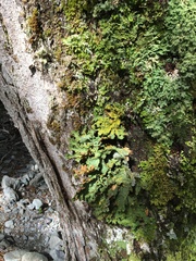 Yarrumia colensoi