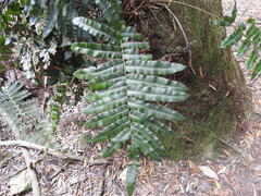Blechnum wattsii