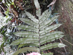 Blechnum wattsii