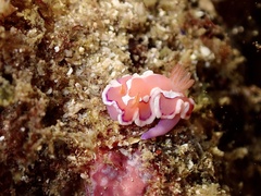 Verconia alboannulata