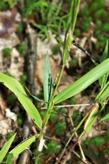 Dichanthelium xanthophysum