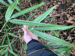 Pseudosasa japonica