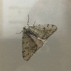 Phigalia strigataria