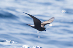 Hydrobates tethys