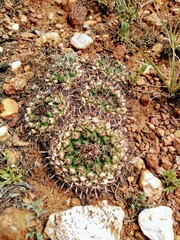Mammillaria uncinata