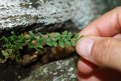 Asplenium bradleyi