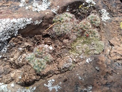 Mammillaria jaliscana