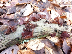 Phaeotremella foliacea