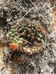 Mammillaria uncinata